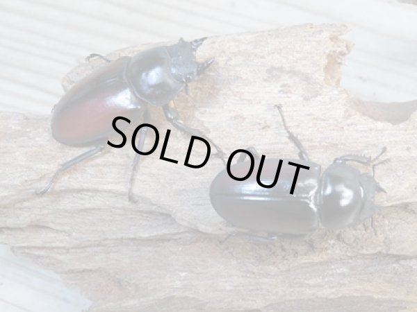 画像4: チベット産☆新成虫☆ドンキエールコクワガタ(赤ドンキ)♂57ミリ♀41ミリペア+♀37ミリトリオ販売!! (4)