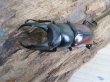 画像2: チベット産☆新成虫☆ドンキエールコクワガタ（赤ドンキ）♂57ミリ♀41ミリペア＋♀37ミリトリオ販売！！ (2)