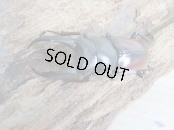 画像2: チベット産☆新成虫☆ドンキエールコクワガタ(赤ドンキ)♂57ミリ♀41ミリペア+♀37ミリトリオ販売!! (2)