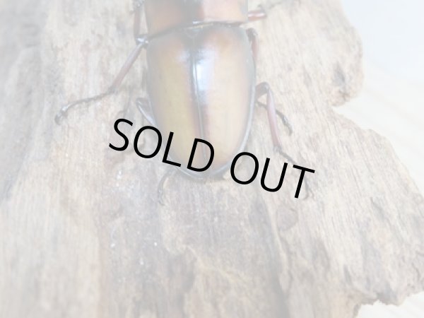 画像3: ☆美麗人気種☆新成虫!ミラビリスノコギリクワガタ♂63ミリ♀35ミリペア販売!! (3)