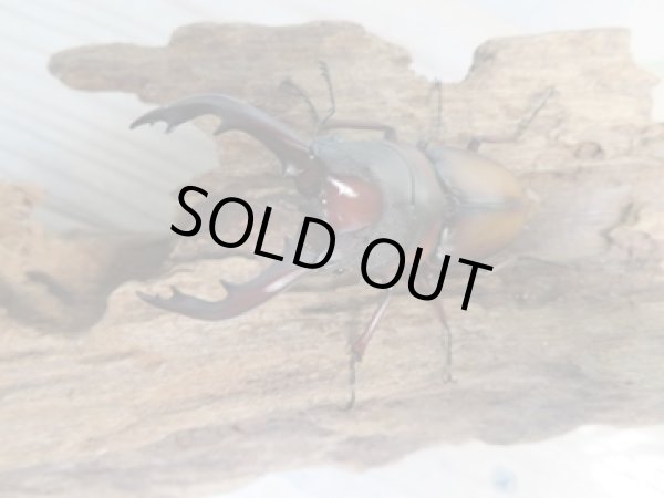 画像2: ☆美麗人気種☆新成虫!ミラビリスノコギリクワガタ♂63ミリ♀35ミリペア販売!! (2)