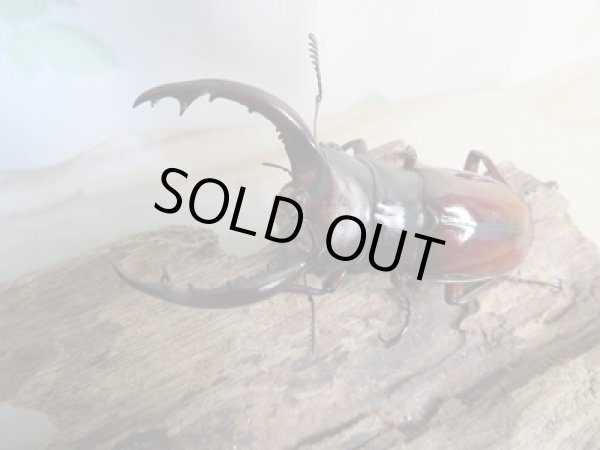 画像2: チベット産☆新成虫☆フォルスターフタマタクワガタ(亜種ニシ)♂65ミリ♀40ミリペア販売!! (2)