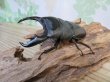 画像1: ☆新成虫☆マリンドッケオオヒラタクワガタ♂91ミリ♀42ミリペア販売！！ (1)