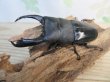 画像1: ☆新成虫☆テイオウヒラタクワガタ♂98ミリ♀42ミリペア7販売！！ (1)