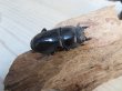 画像4: ☆新成虫☆マリンドッケオオヒラタクワガタ♂91ミリ♀42ミリペア販売！！ (4)