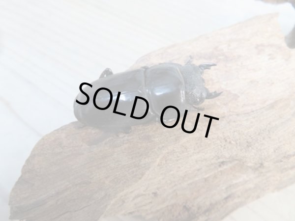 画像4: ☆新成虫☆マリンドッケオオヒラタクワガタ♂91ミリ♀42ミリペア販売!! (4)