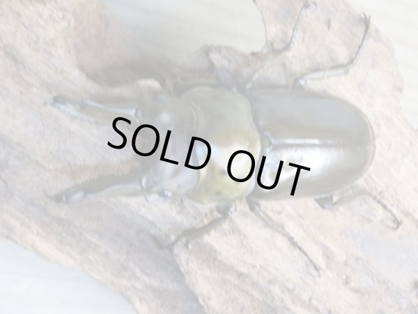 画像2: 美麗大型！！新成虫☆タイ産☆ババオウゴンオニクワガタ♂72ミリ♀47.5ミリペア販売！！ (2)