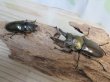 画像5: 美麗大型！！新成虫☆タイ産☆ババオウゴンオニクワガタ♂72ミリ♀47.5ミリペア販売！！ (5)