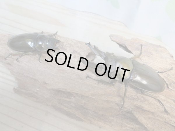 画像5: 美麗大型！！新成虫☆タイ産☆ババオウゴンオニクワガタ♂72ミリ♀47.5ミリペア販売！！ (5)