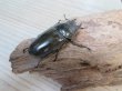 画像4: 美麗大型！！新成虫☆タイ産☆ババオウゴンオニクワガタ♂72ミリ♀47.5ミリペア販売！！ (4)