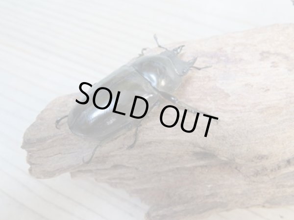 画像4: 美麗大型！！新成虫☆タイ産☆ババオウゴンオニクワガタ♂72ミリ♀47.5ミリペア販売！！ (4)