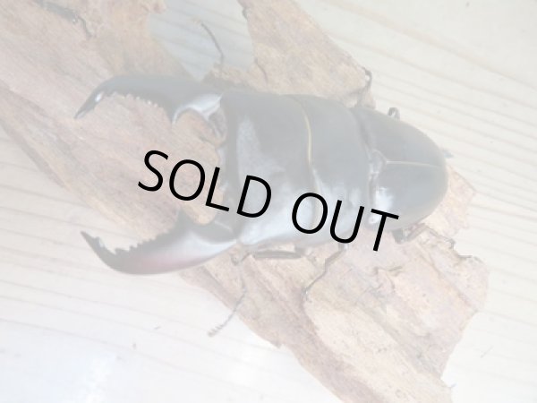 画像2: 新成虫☆F5☆アチェ産☆スマトラオオヒラタクワガタ♂89ミリ♀50ミリペア販売！！ (2)