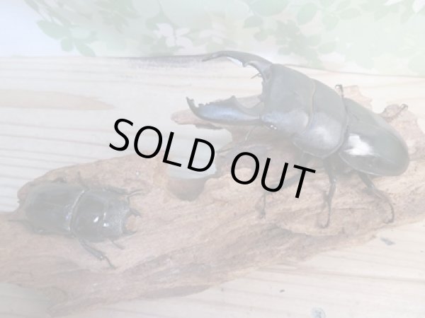 画像5: 大型新成虫☆アチェ産☆スマトラオオヒラタクワガタ♂101ミリ♀53ミリペア販売!! (5)