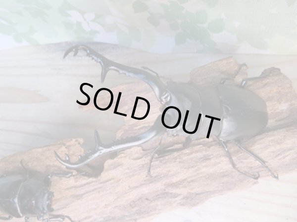 画像2: ☆新成虫☆ギラファノコギリクワガタ（亜種ケイスケ）♂104ミリ♀54ミリペア販売！！ (2)