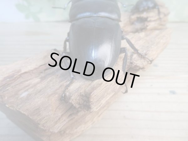 画像3: 新成虫☆F5☆アチェ産☆スマトラオオヒラタクワガタ♂89ミリ♀50ミリペア販売！！ (3)