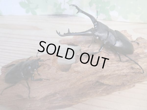 画像5: 新成虫☆ホワイトアイ☆ギラファノコギリクワガタ（亜種ケイスケ）♂102ミリ♀53ミリペア販売！！ (5)