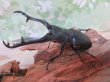 画像1: ☆新成虫☆ギラファノコギリクワガタ（亜種ケイスケ）♂104ミリ♀54ミリペア販売！！ (1)