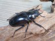 画像4: ☆新成虫☆ギラファノコギリクワガタ（亜種ダイスケ）♂103ミリ♀54ミリペア販売！！ (4)