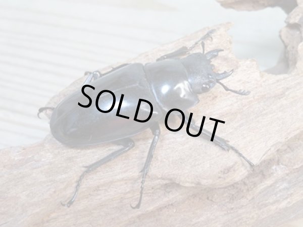 画像4: ☆新成虫☆ギラファノコギリクワガタ（亜種ダイスケ）♂103ミリ♀54ミリペア販売！！ (4)