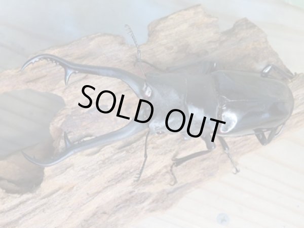 画像2: ☆新成虫☆ギラファノコギリクワガタ（亜種ダイスケ）♂103ミリ♀54ミリペア販売！！ (2)