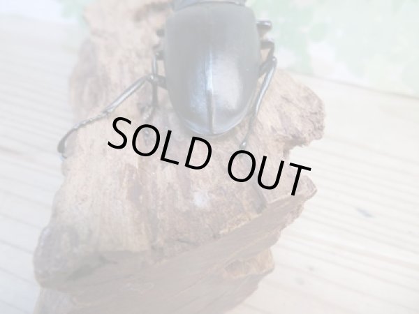 画像3: 新成虫☆ホワイトアイ☆ギラファノコギリクワガタ（亜種ケイスケ）♂102ミリ♀53ミリペア販売！！ (3)