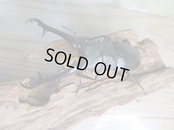 画像2: 新成虫☆ホワイトアイ☆ギラファノコギリクワガタ（亜種ケイスケ）♂102ミリ♀53ミリペア販売！！ (2)