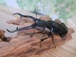 画像1: ☆新成虫☆ギラファノコギリクワガタ（亜種ダイスケ）♂103ミリ♀54ミリペア販売！！ (1)