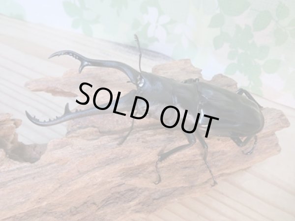 画像1: ☆新成虫☆ギラファノコギリクワガタ（亜種ダイスケ）♂103ミリ♀54ミリペア販売！！ (1)