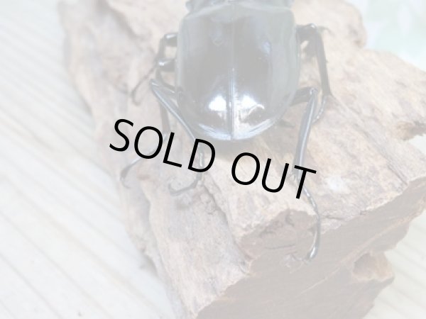 画像3: ☆新成虫☆ギラファノコギリクワガタ（亜種ダイスケ）♂103ミリ♀54ミリペア販売！！ (3)