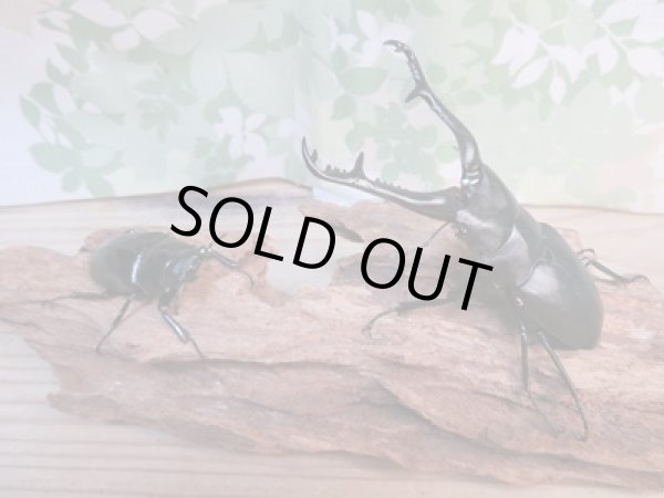 画像5: ☆新成虫☆ギラファノコギリクワガタ（亜種ケイスケ）♂104ミリ♀54ミリペア販売！！ (5)