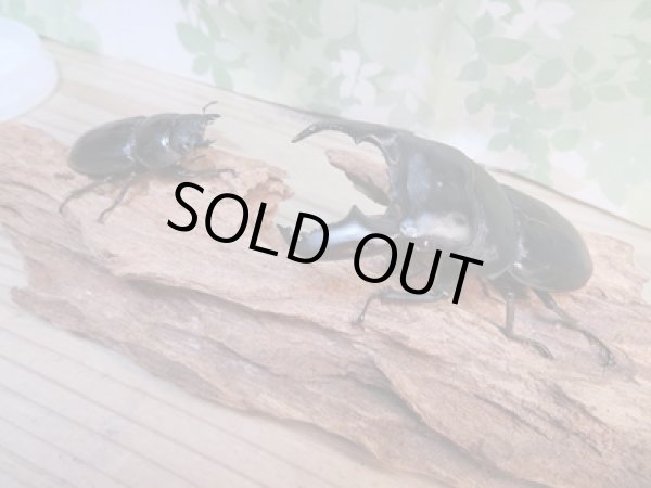 画像5: 新成虫☆F5☆アチェ産☆スマトラオオヒラタクワガタ♂88ミリ♀50ミリペア販売！！ (5)