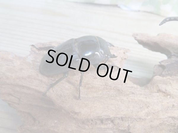 画像4: 新成虫☆F5☆アチェ産☆スマトラオオヒラタクワガタ♂89ミリ♀50ミリペア販売！！ (4)