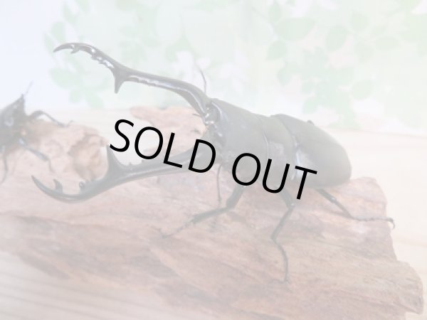 画像1: ☆新成虫☆ギラファノコギリクワガタ（亜種ケイスケ）♂100ミリ♀48ミリペア販売！！ (1)