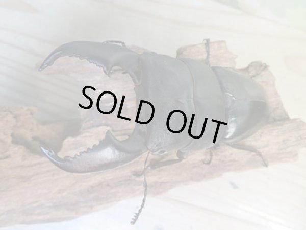 画像2: 大型新成虫☆アチェ産☆スマトラオオヒラタクワガタ♂101ミリ♀53ミリペア販売!! (2)