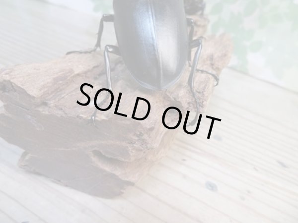 画像3: ☆新成虫☆ギラファノコギリクワガタ（亜種ケイスケ）♂100ミリ♀48ミリペア販売！！ (3)