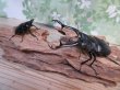 画像5: ☆新成虫☆ギラファノコギリクワガタ（亜種ケイスケ）♂100ミリ♀48ミリペア販売！！ (5)