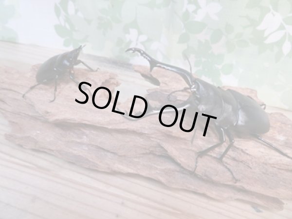 画像5: ☆新成虫☆ギラファノコギリクワガタ（亜種ケイスケ）♂100ミリ♀48ミリペア販売！！ (5)