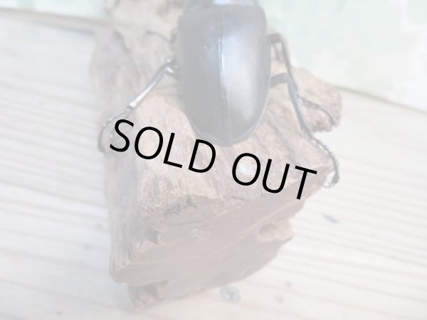 画像3: ☆新成虫☆ギラファノコギリクワガタ（亜種ケイスケ）♂104ミリ♀54ミリペア販売！！ (3)