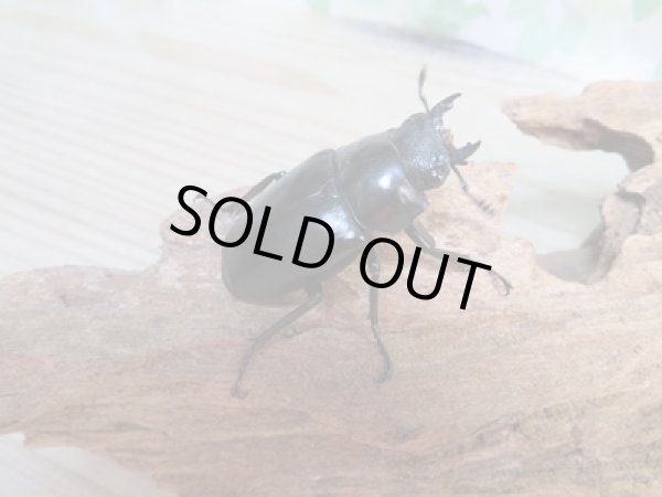 画像4: ☆新成虫☆ギラファノコギリクワガタ（亜種ケイスケ）♂100ミリ♀48ミリペア販売！！ (4)