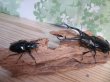 画像5: ☆新成虫☆ギラファノコギリクワガタ（亜種ダイスケ）♂103ミリ♀54ミリペア販売！！ (5)