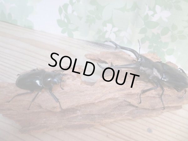 画像5: ☆新成虫☆ギラファノコギリクワガタ（亜種ダイスケ）♂103ミリ♀54ミリペア販売！！ (5)