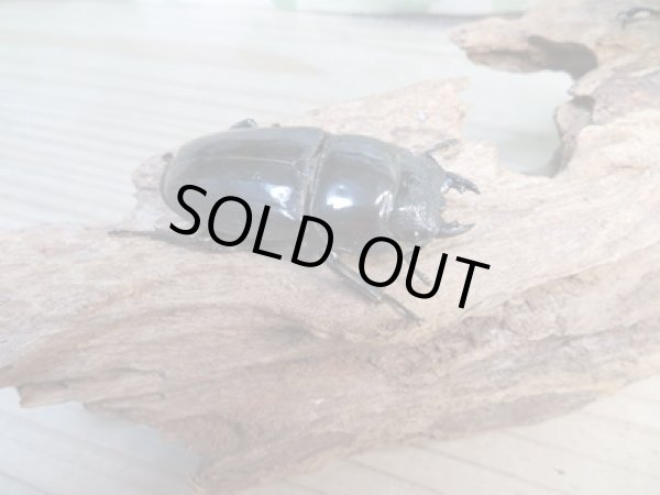 画像4: 大型新成虫☆アチェ産☆スマトラオオヒラタクワガタ♂101ミリ♀53ミリペア販売!! (4)