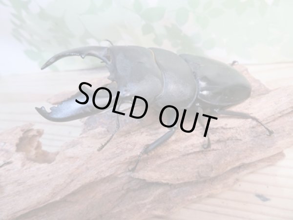 画像1: 大型新成虫☆アチェ産☆スマトラオオヒラタクワガタ♂101ミリ♀53ミリペア販売!! (1)