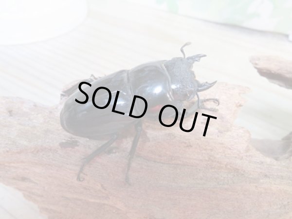 画像4: 新成虫☆F5☆アチェ産☆スマトラオオヒラタクワガタ♂88ミリ♀50ミリペア販売！！ (4)