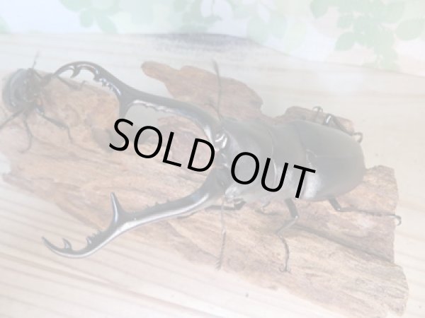 画像2: ☆新成虫☆ギラファノコギリクワガタ（亜種ケイスケ）♂100ミリ♀48ミリペア販売！！ (2)