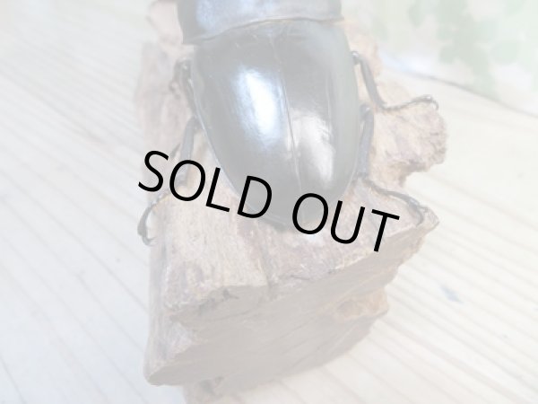 画像3: 大型新成虫☆アチェ産☆スマトラオオヒラタクワガタ♂101ミリ♀53ミリペア販売!! (3)