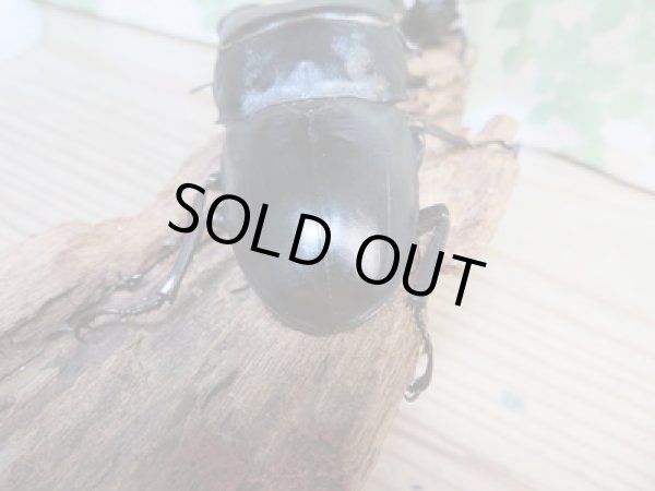 画像3: 新成虫☆F5☆アチェ産☆スマトラオオヒラタクワガタ♂88ミリ♀50ミリペア販売！！ (3)