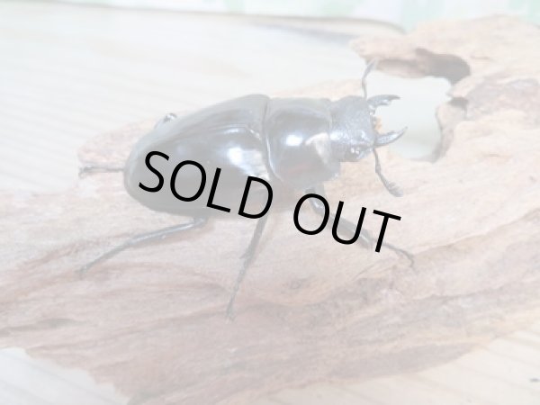 画像4: ☆新成虫☆ギラファノコギリクワガタ（亜種ケイスケ）♂104ミリ♀54ミリペア販売！！ (4)