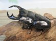 画像1: ☆新成虫☆アンタエウスオオクワガタ(タイガーヒルアンテRR）♂75ミリ♀45ミリペア販売！！ (1)
