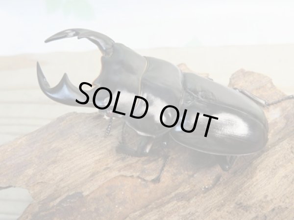 画像1: ☆新成虫☆アンタエウスオオクワガタ(タイガーヒルアンテRR）♂75ミリ♀45ミリペア販売！！ (1)